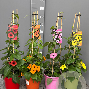 Thunbergia alata 70 cm 3,0L piramide