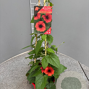 Thunbergia alata 70 cm 3,0L piramide