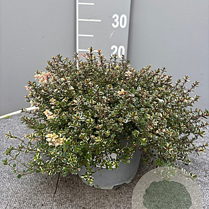 Thymus puleg. 'Foxley' GM C3