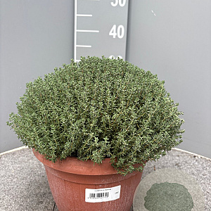 Thymus vulgaris GM C5