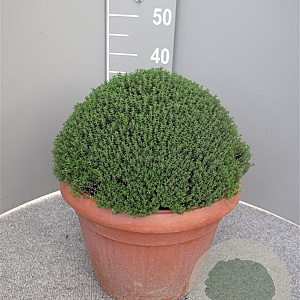 Thymus vulgaris GM C5