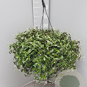 Tradescantia fluminensis GM C6L