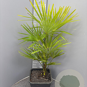 Trachycarpus fortunei 100-120 cm 20L