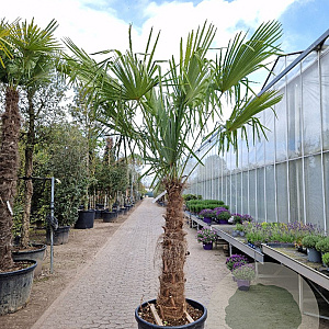 Trachycarpus fortunei 110 cm stam container