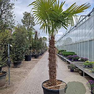 Trachycarpus fortunei 150 cm stam container