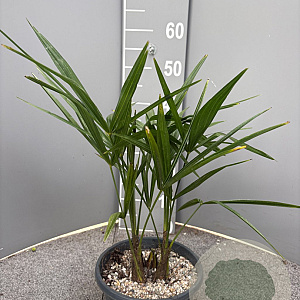 Trachycarpus fortunei 40-50 cm 2,5L