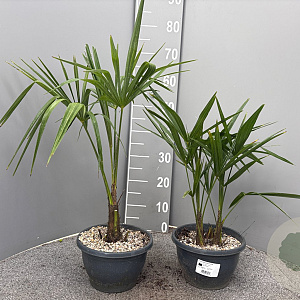 Trachycarpus fortunei 40-50 cm 2,5L