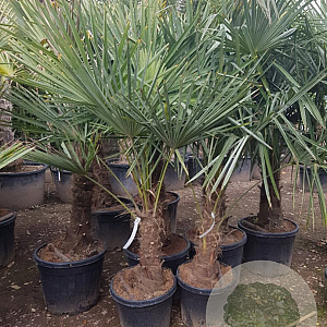 Trachycarpus fortunei 60 cm stam container