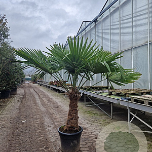 Trachycarpus fortunei 70 cm stam container