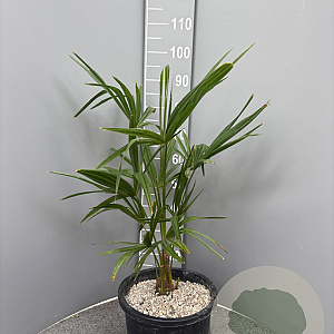 Trachycarpus fortunei 80-100 cm 10L