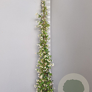 Trachelospermum jasminoides 175-200 cm 7,5L