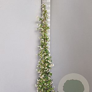 Trachelospermum jasminoides 175-200 cm 7,5L