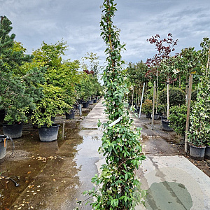 Trachelospermum jasminoides 200-250 cm 15L