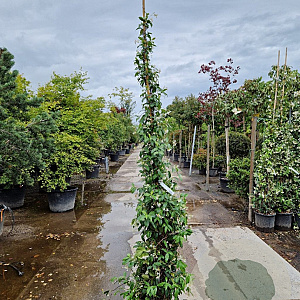Trachelospermum jasminoides 200-250 cm 15L
