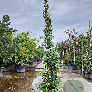 Trachelospermum jasminoides 200-250 cm 15L