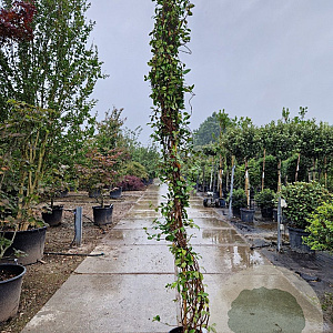 Trachelospermum jasminoides 250-300 cm 15L