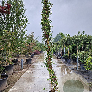 Trachelospermum jasminoides 250-300 cm 15L