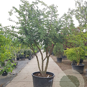 Ulmus minor suberosa 300-350 cm container meerstammig