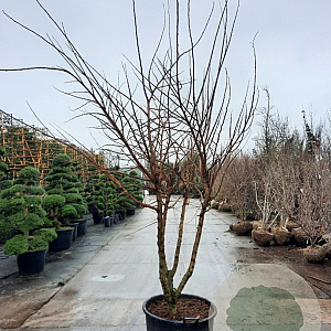 Ulmus minor suberosa 300-350 cm container meerstammig
