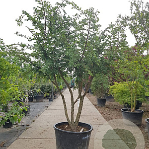 Ulmus minor suberosa 300-350 cm container meerstammig