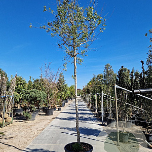 Vitex agnus-castus 220 cm stam container 16-18