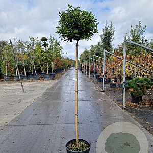 Viburnum tin. 'Eve Price' 140 cm stam container bol 50-60