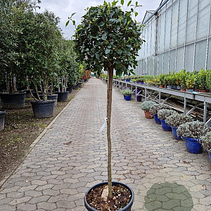 Viburnum tin. 'Eve Price' 90 cm stam 30L