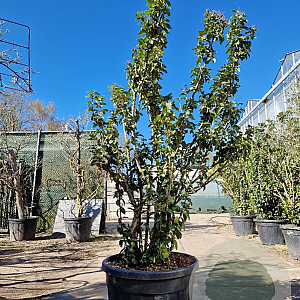 Viburnum tinus 200-250 cm container meerstammig extra