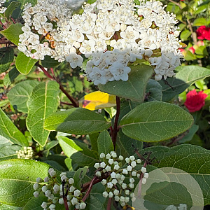 Viburnum tinus 70-80 cm 25L extra