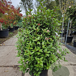 Viburnum tinus 70-80 cm 25L extra