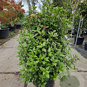 Viburnum tinus 70-80 cm 25L extra