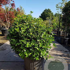 Viburnum tinus 80-100 cm container met stok