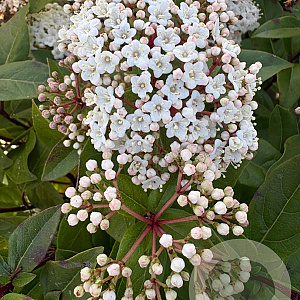 Viburnum tin. Spirit 60-70 cm 25L bol