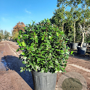 Viburnum tin. Spirit 60-70 cm 25L bol