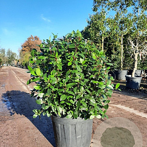 Viburnum tin. Spirit 80 cm stam 25L