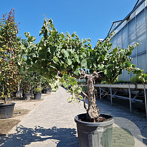 Vitis vinifera 50 cm stam cont. 70L 30-40