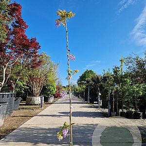 Wisteria brach. 'Okayama' 175-200 cm 3,0L