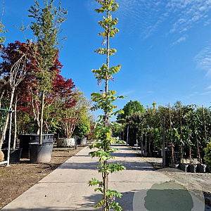 Wisteria brach. 'Okayama' 250-300 cm 7,5L