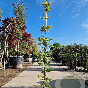 Wisteria brach. 'Okayama' 250-300 cm 7,5L