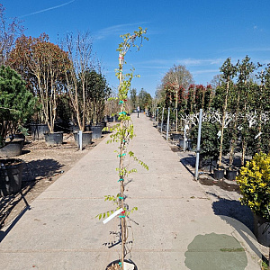 Wisteria brach. 'Showa-beni' 175-200 cm 10L