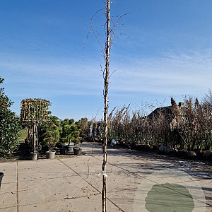 Wisteria brach. 'Shiro Kapitan' 450-500 cm 30L