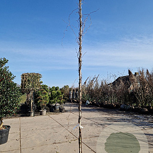 Wisteria brach. 'Shiro Kapitan' 450-500 cm 30L