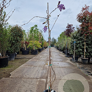 Wisteria flor. 'Honbeni' 175-200 cm 10L