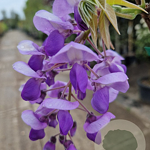 Wisteria flor. 'Honbeni' 175-200 cm 10L