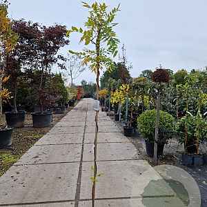 Wisteria flor. 'Issai-naga' 175-200 cm 3,0L