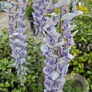 Wisteria flor. 'Lawrence' 175-200 cm 3,0L