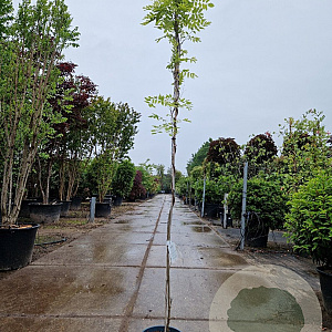 Wisteria flor. 'Multijuga' 175-200 cm 3,0L