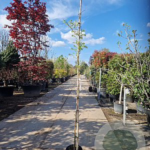 Wisteria sinensis 275-300 cm cont. 70L struik