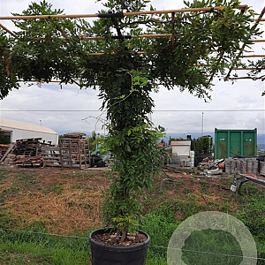 Wisteria sinensis 'Prolific' 200 cm stam container dakvorm