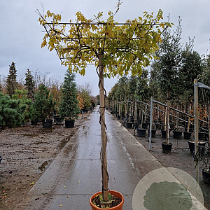 Wisteria sinensis 'Prolific' 200 cm stam container dakvorm